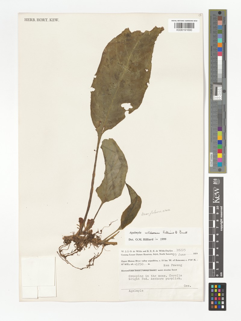Agalmyla wildeorum