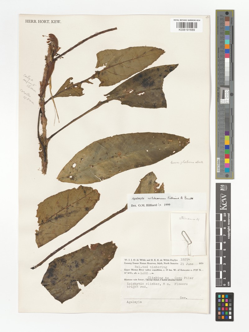 Agalmyla wildeorum photo 2