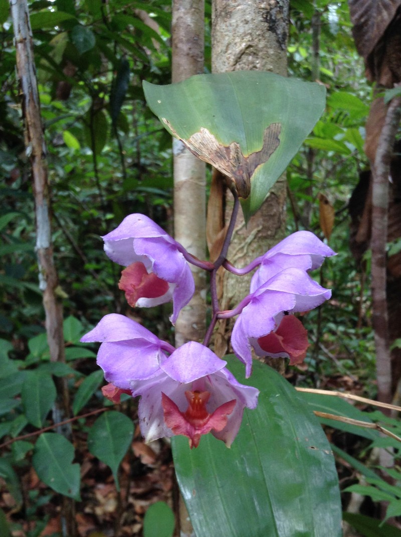 Aganisia cyanea photo 2