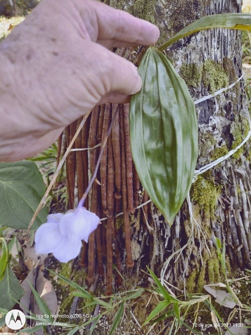 Aganisia cyanea photo 3