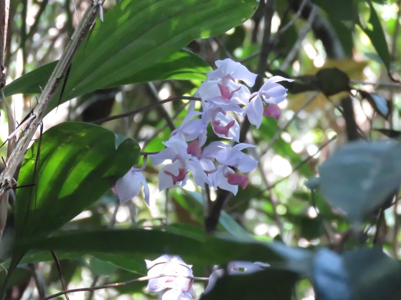 Aganisia cyanea photo 4