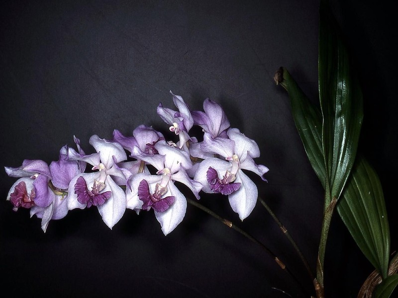 Aganisia cyanea photo 5