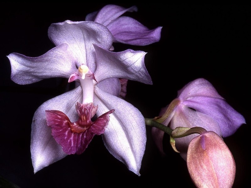 Aganisia cyanea photo 6