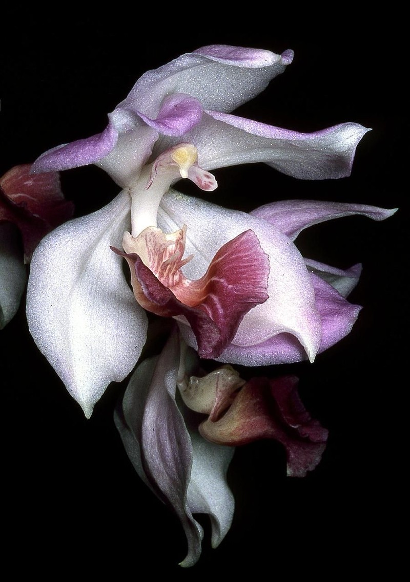 Aganisia cyanea photo 7