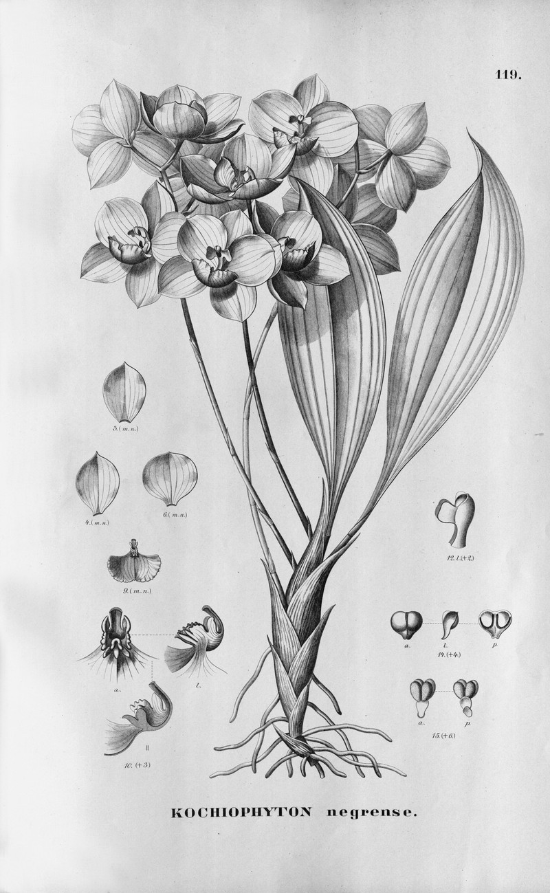 Aganisia cyanea photo 8