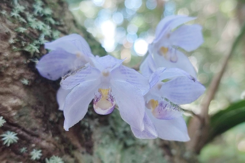 Aganisia fimbriata