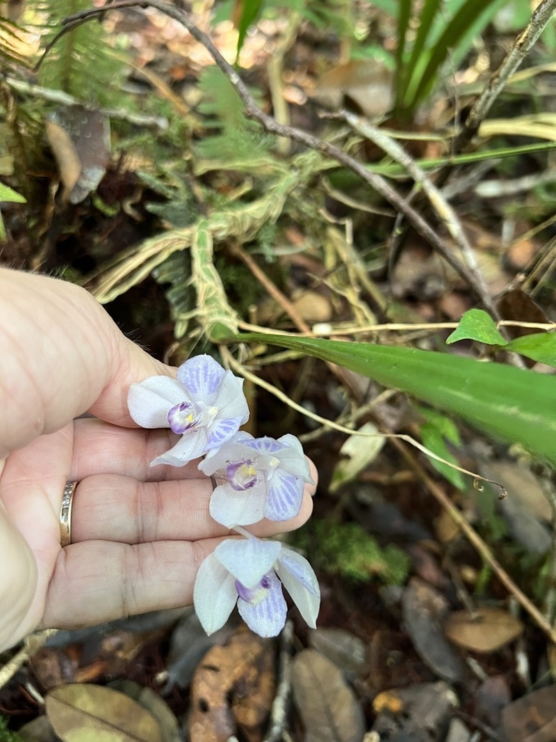 Aganisia fimbriata photo 2