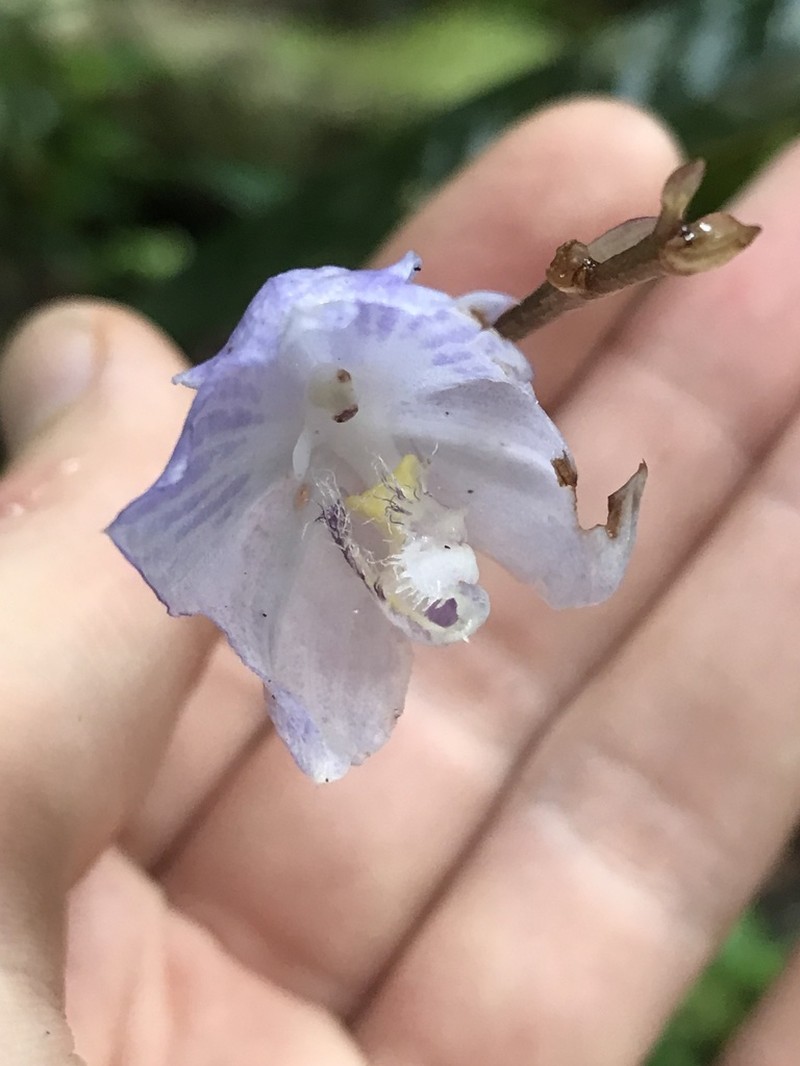 Aganisia fimbriata photo 3