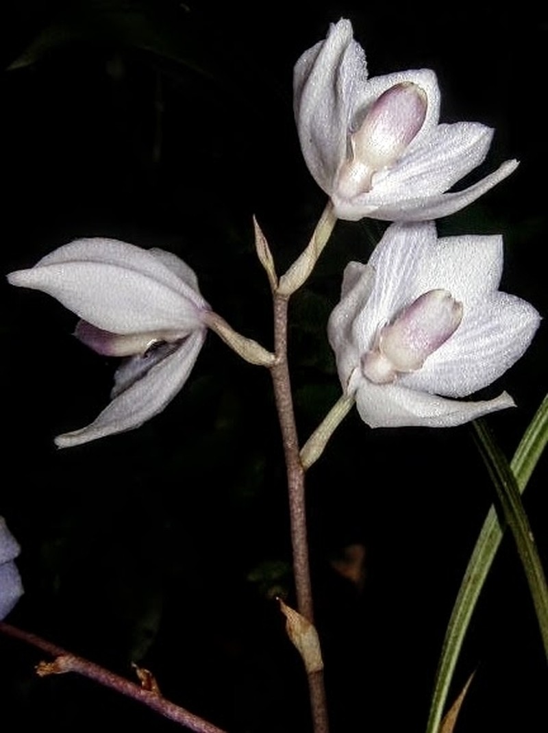 Aganisia fimbriata photo 4