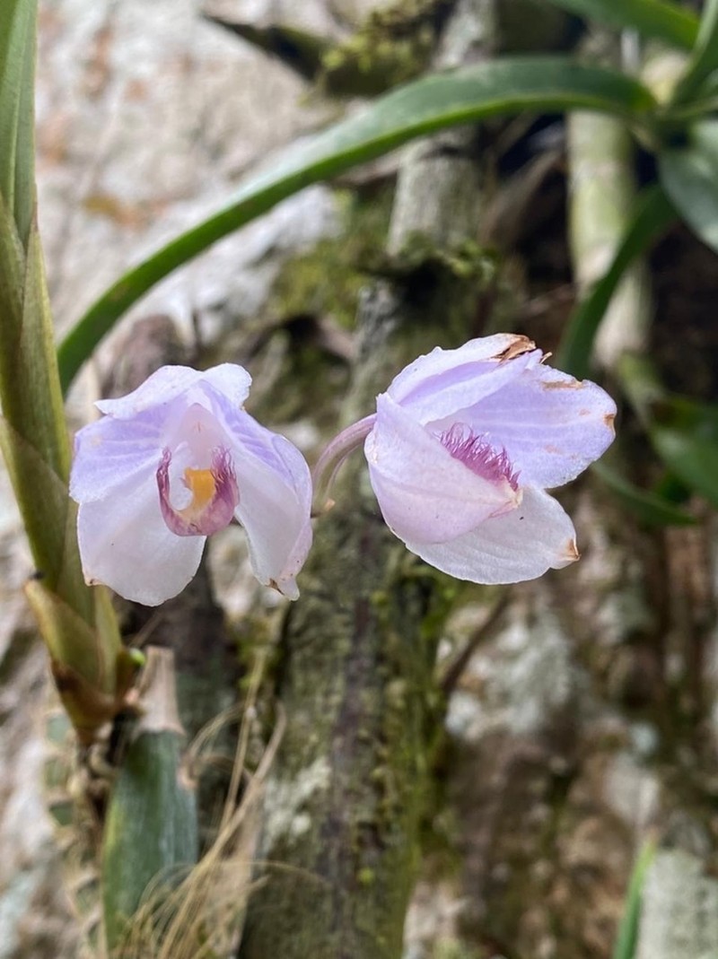 Aganisia fimbriata photo 5