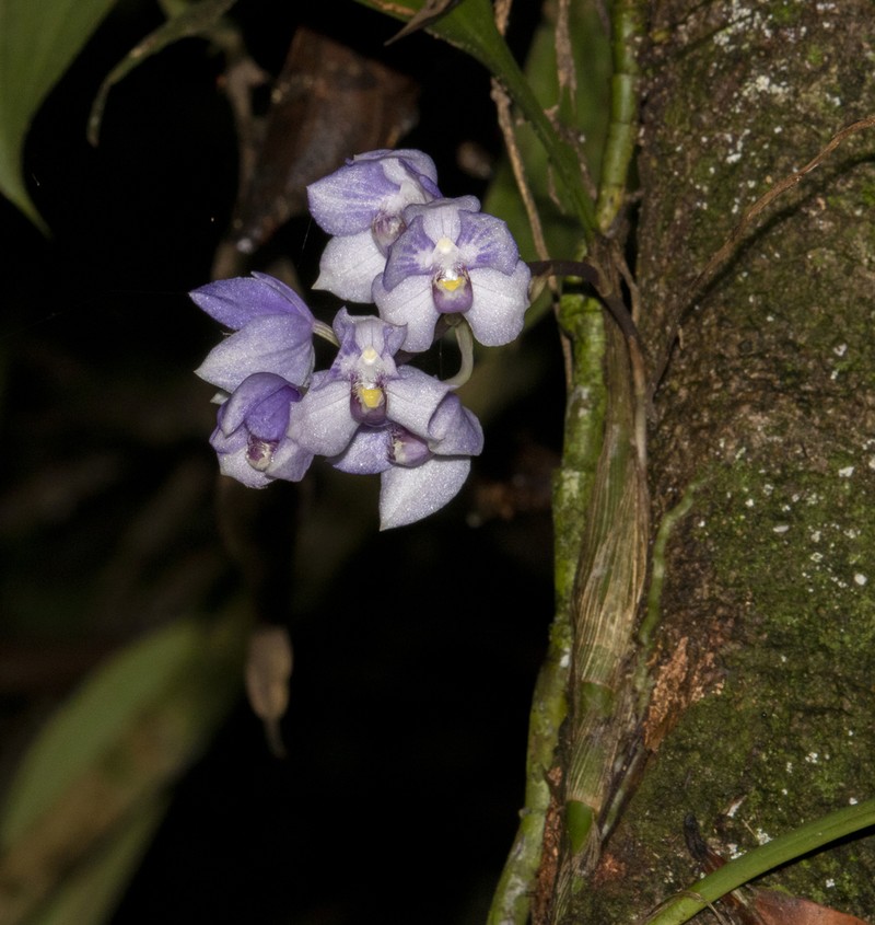 Aganisia fimbriata photo 6