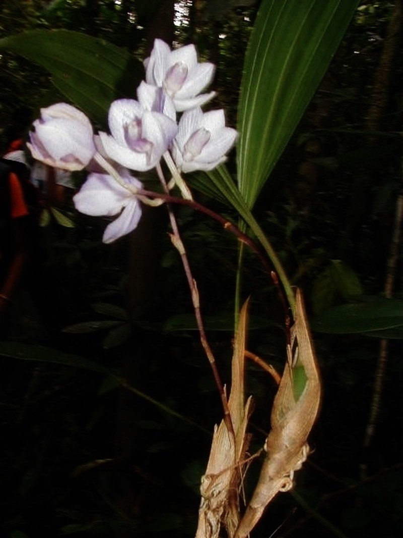 Aganisia fimbriata photo 7