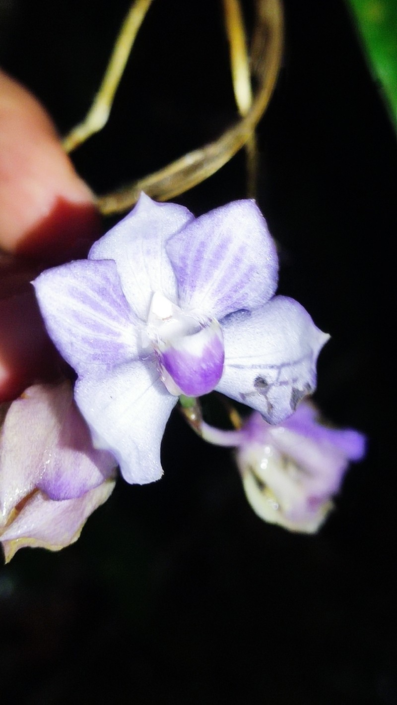 Aganisia fimbriata photo 8