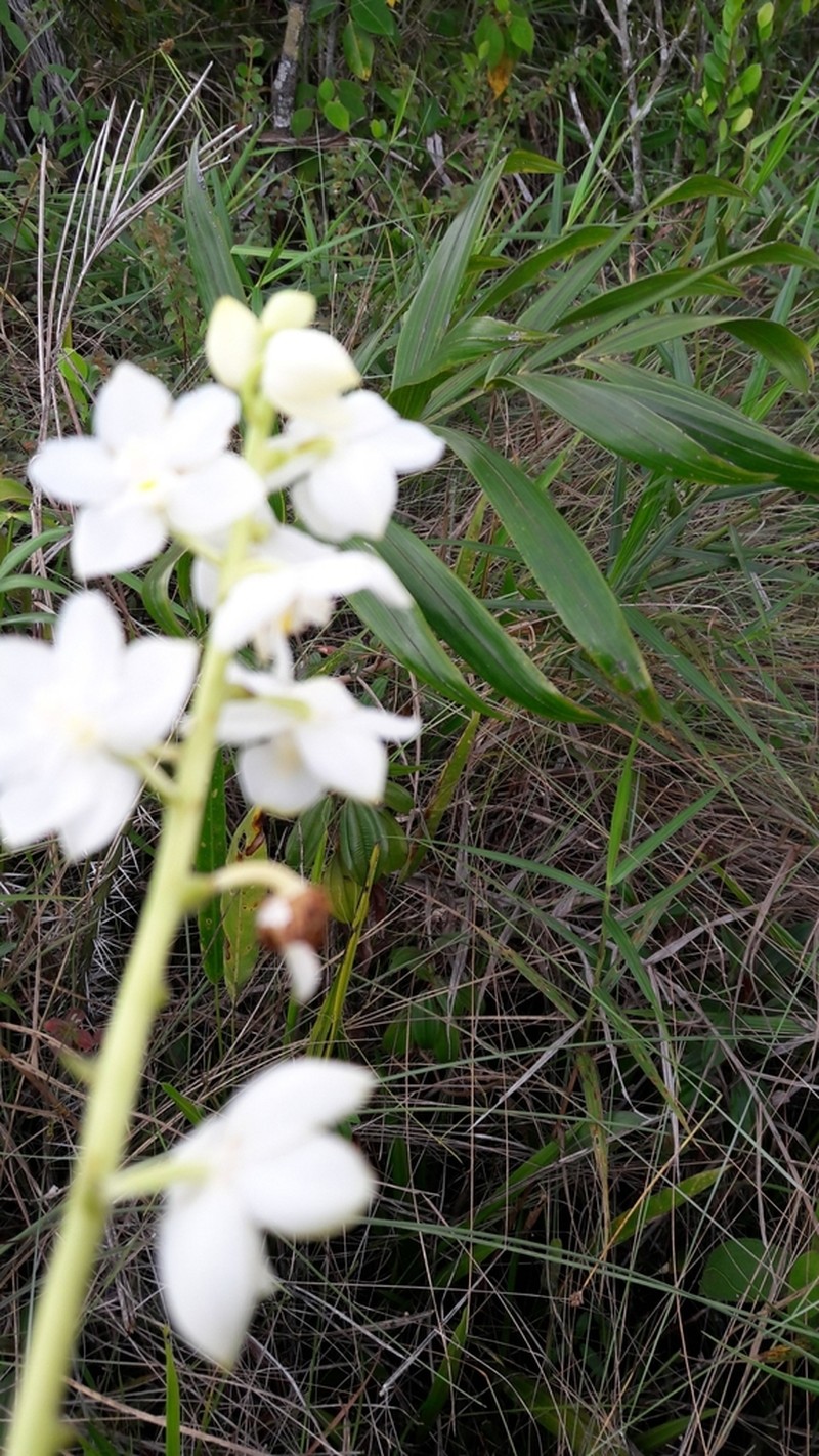 Aganisia pulchella photo 2
