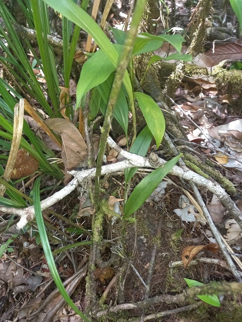 Aganisia pulchella photo 3