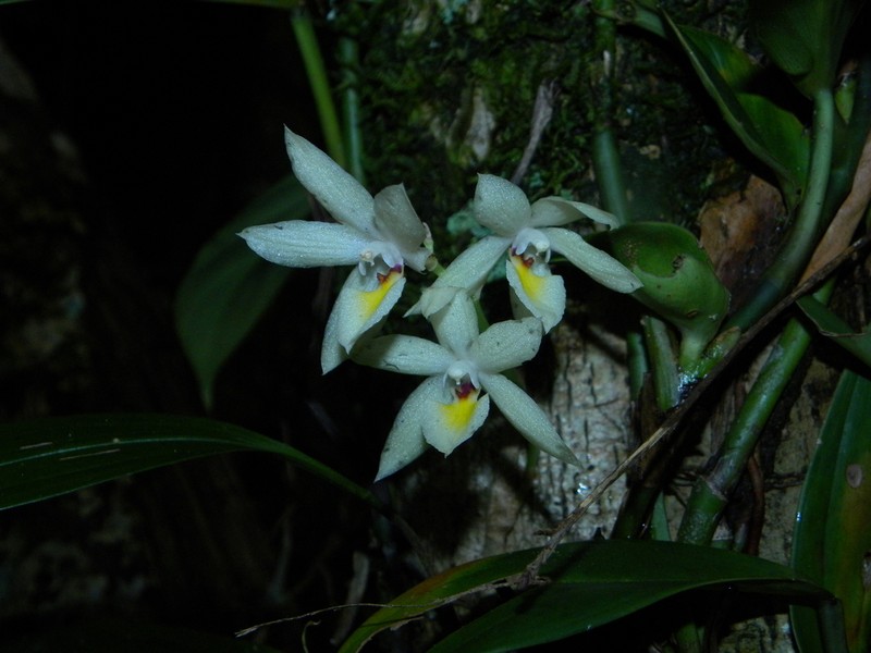 Aganisia pulchella photo 4