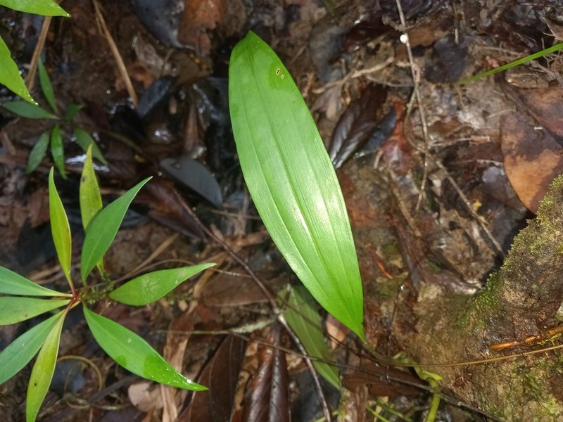 Aganisia pulchella photo 5