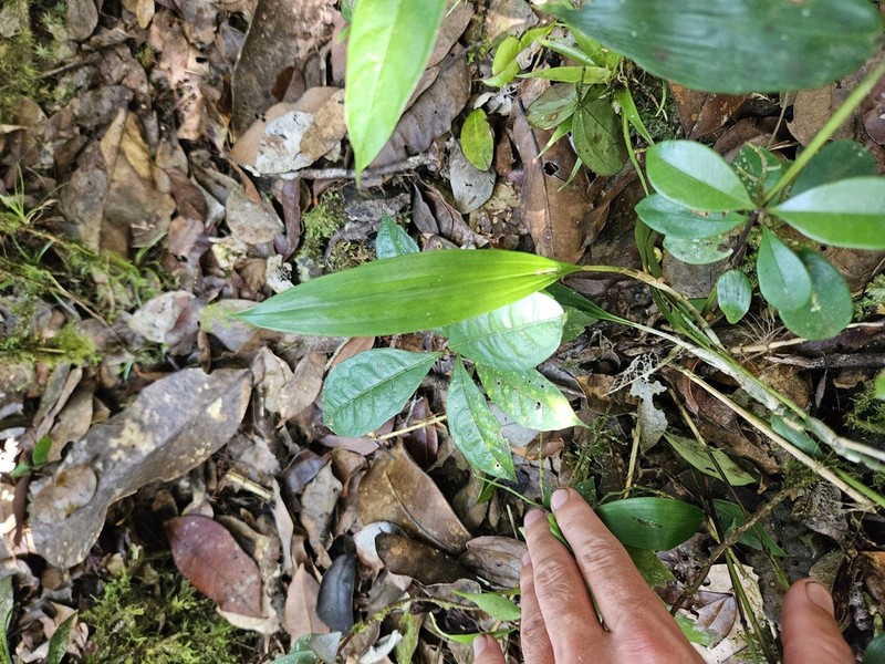 Aganisia pulchella photo 6