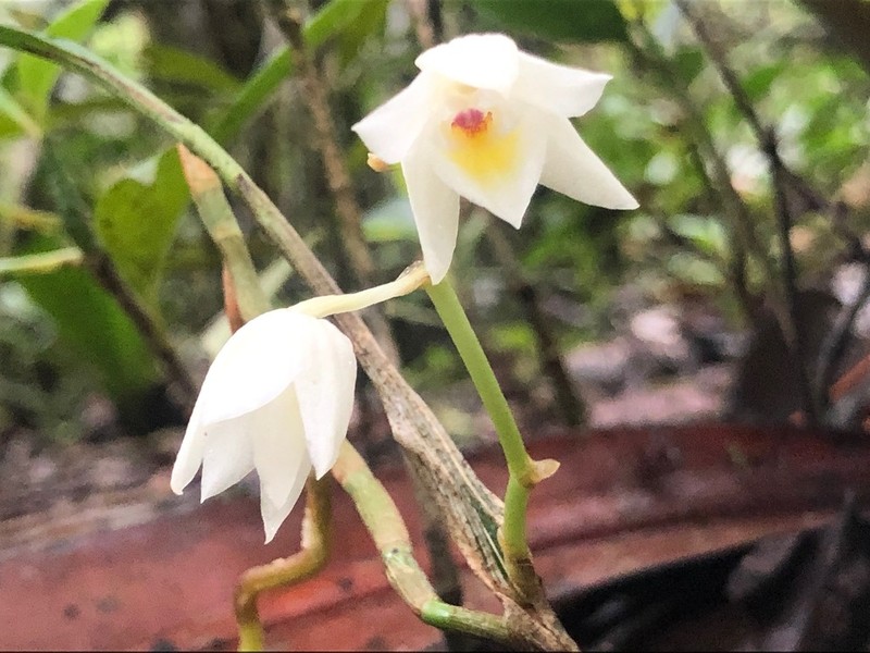 Aganisia pulchella photo 7