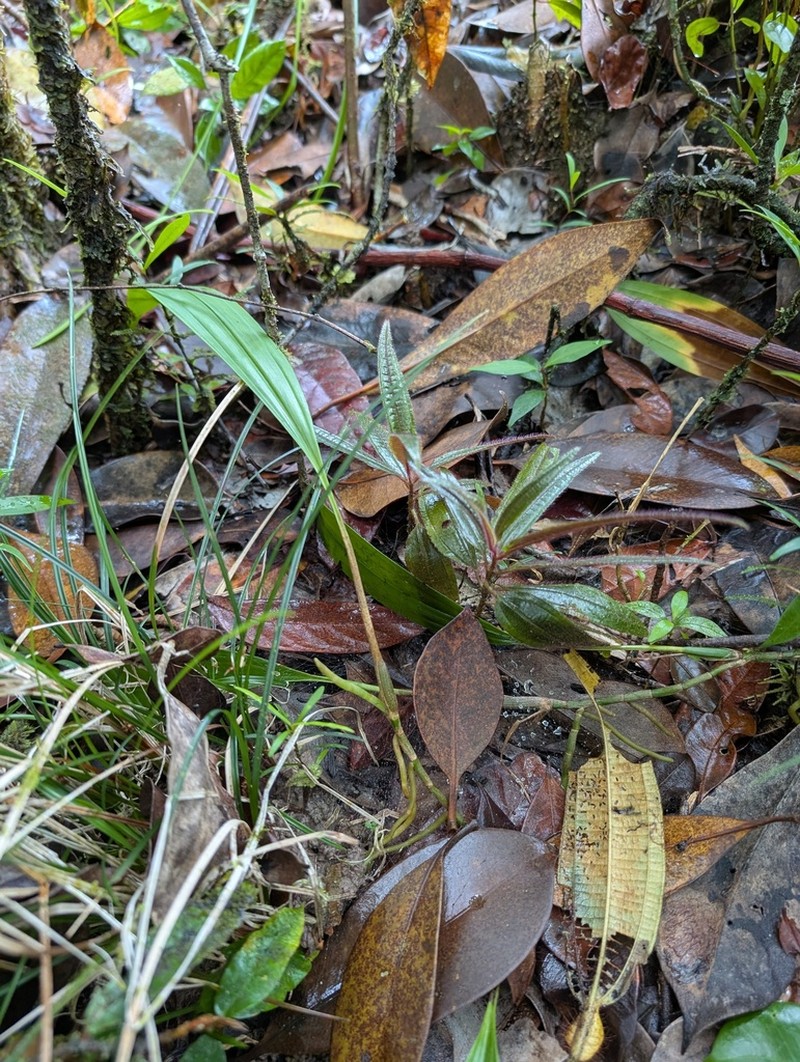Aganisia pulchella photo 8