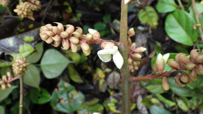 Aganope gabonica
