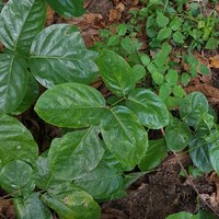 Sevenleaf Aganope