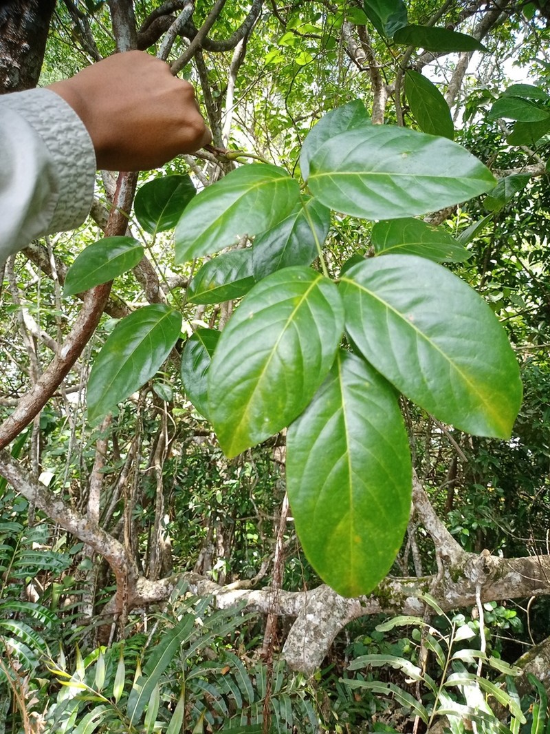 Sevenleaf Aganope photo 2