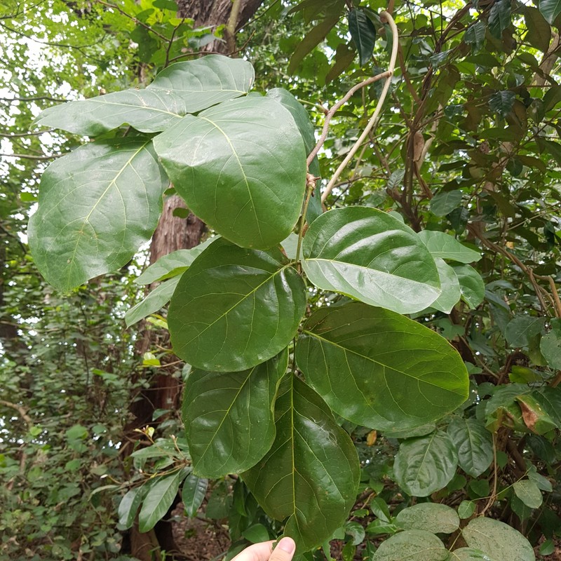 Sevenleaf Aganope photo 3