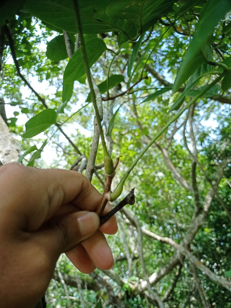 Sevenleaf Aganope photo 4