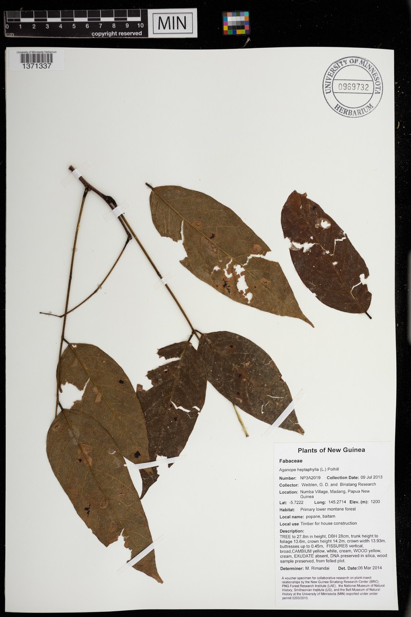 Sevenleaf Aganope photo 5