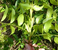 Aganope leucobotrya