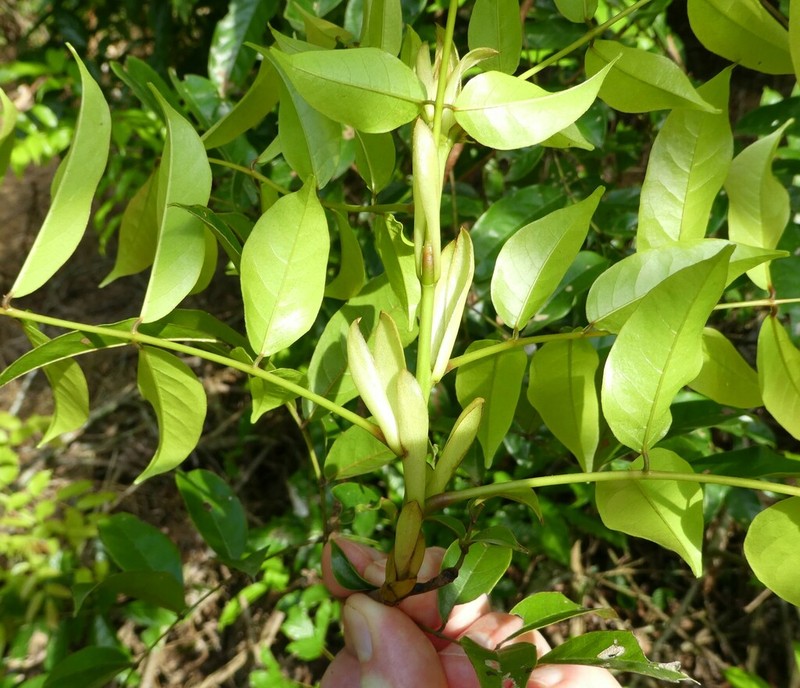 Aganope leucobotrya
