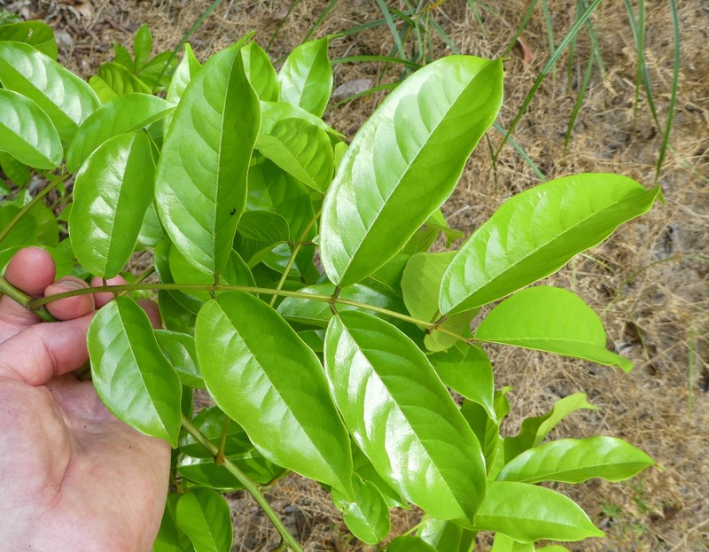 Aganope leucobotrya photo 2