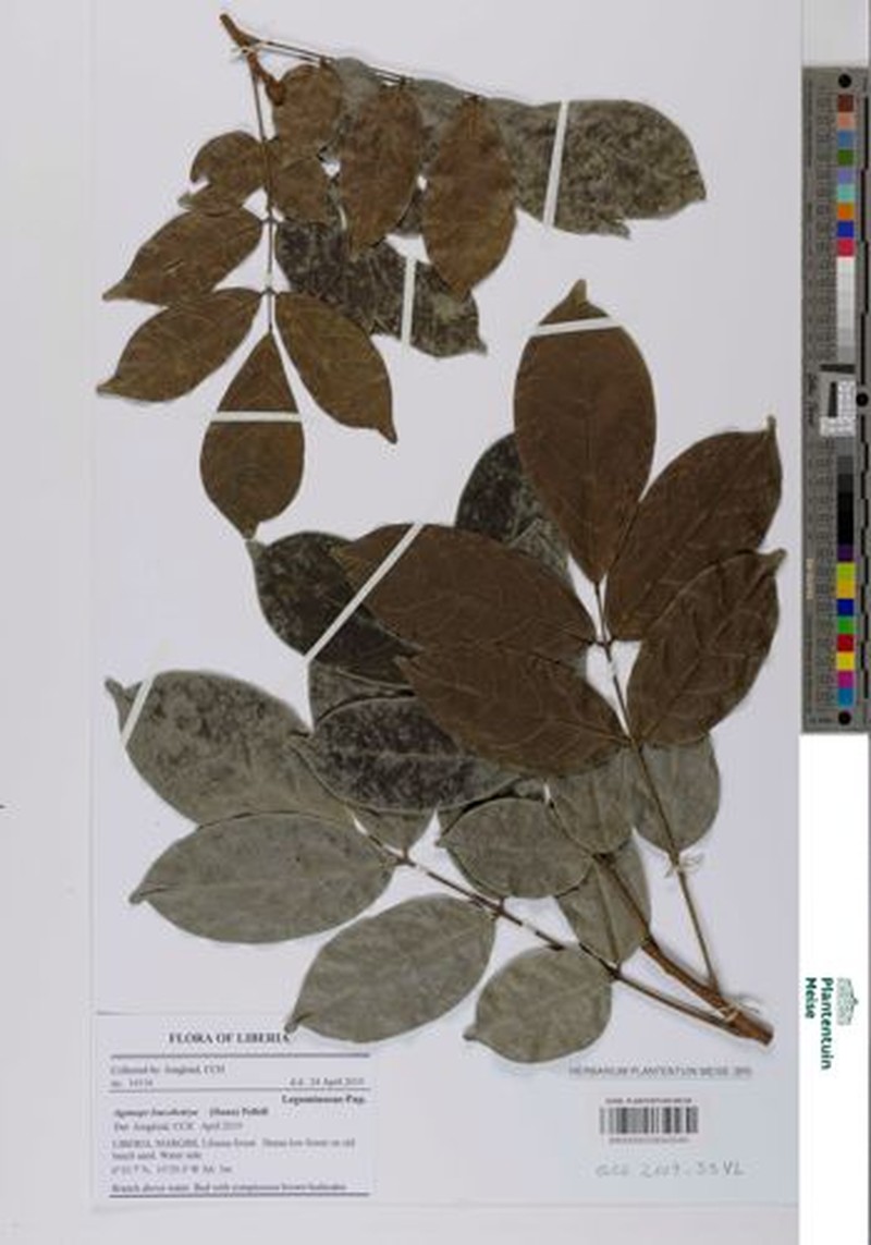 Aganope leucobotrya photo 5