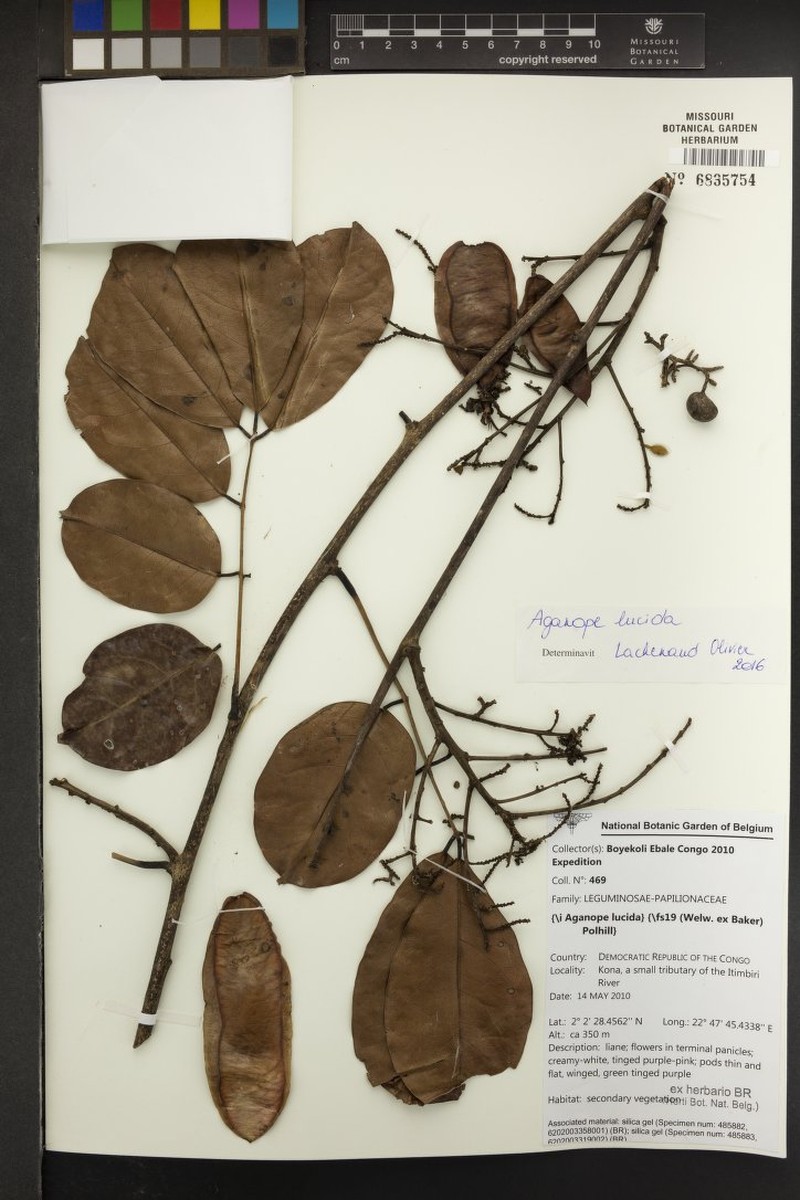 Aganope leucobotrya photo 6