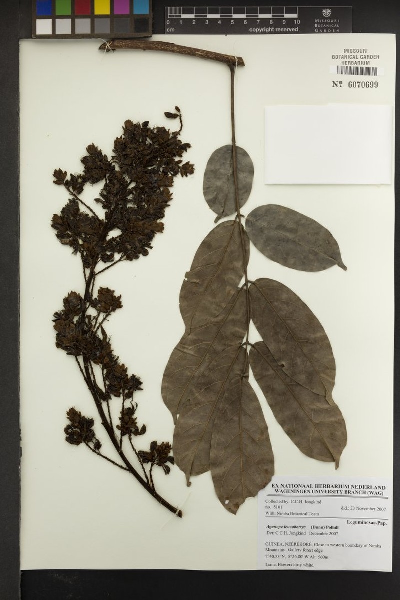 Aganope leucobotrya photo 8