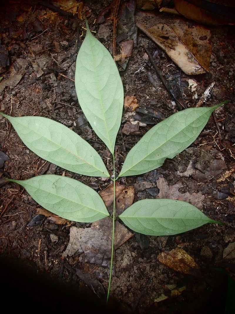 Aganope lucida