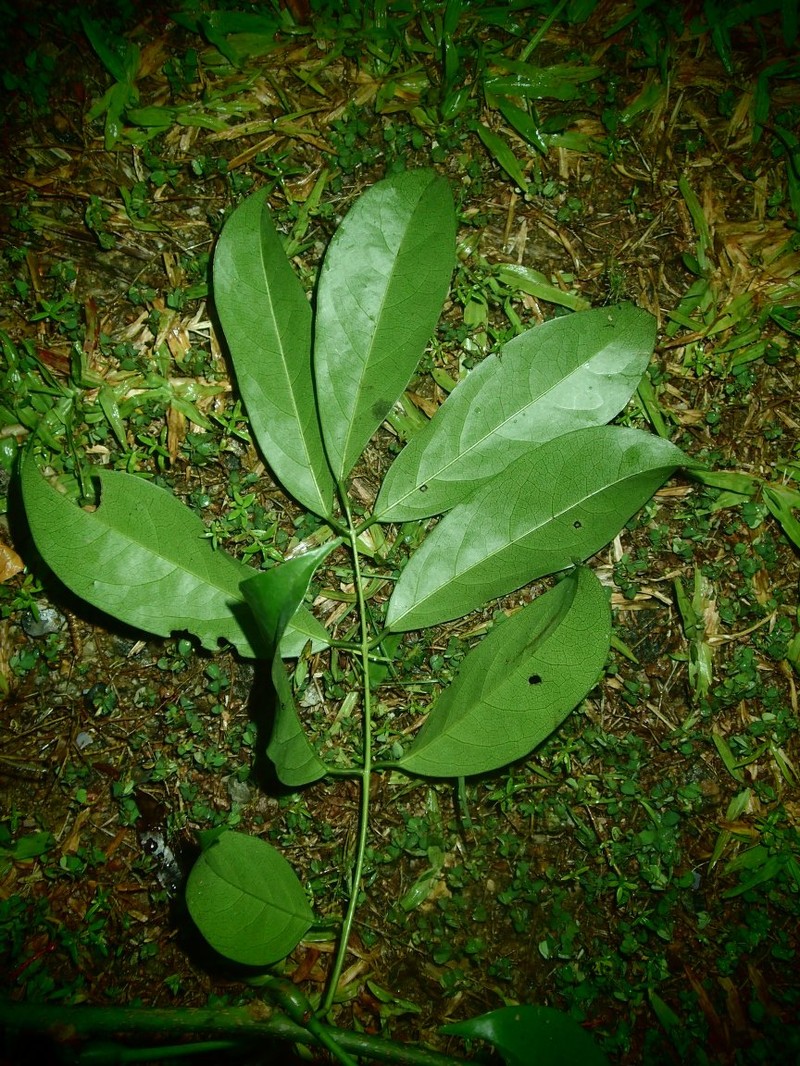 Aganope lucida photo 2