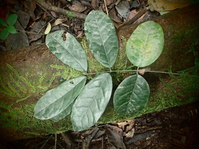 Aganope lucida photo 3