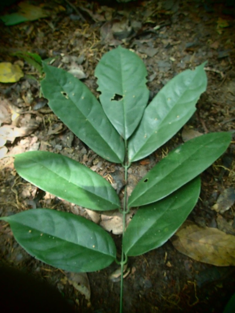 Aganope lucida photo 4