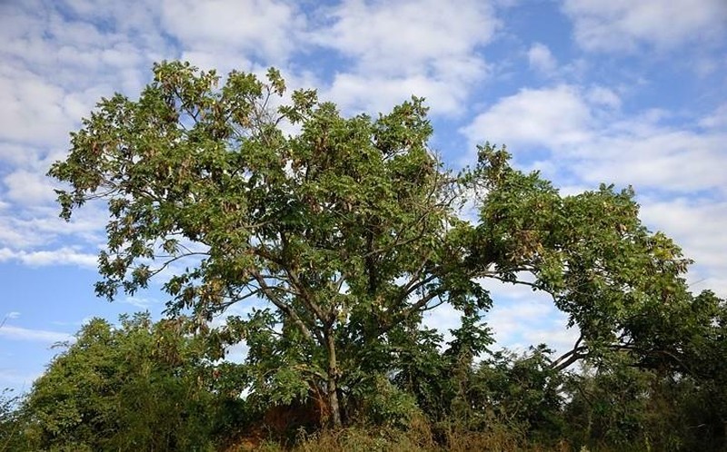 Aganope stuhlmannii
