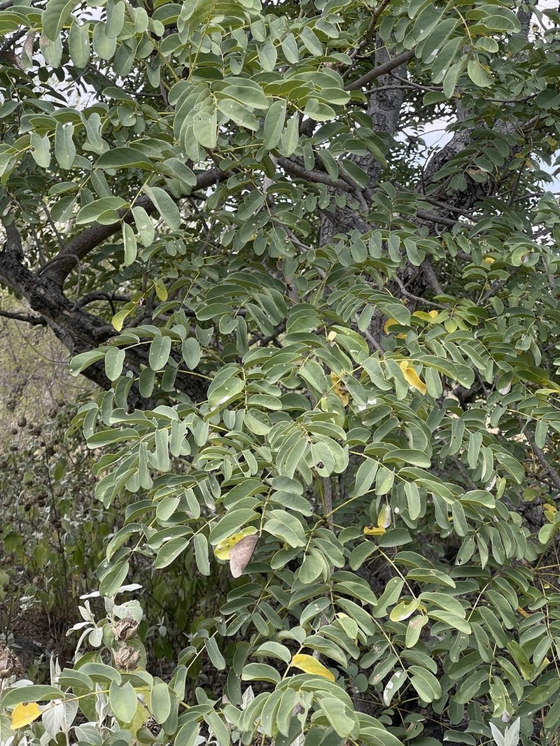 Aganope stuhlmannii photo 2