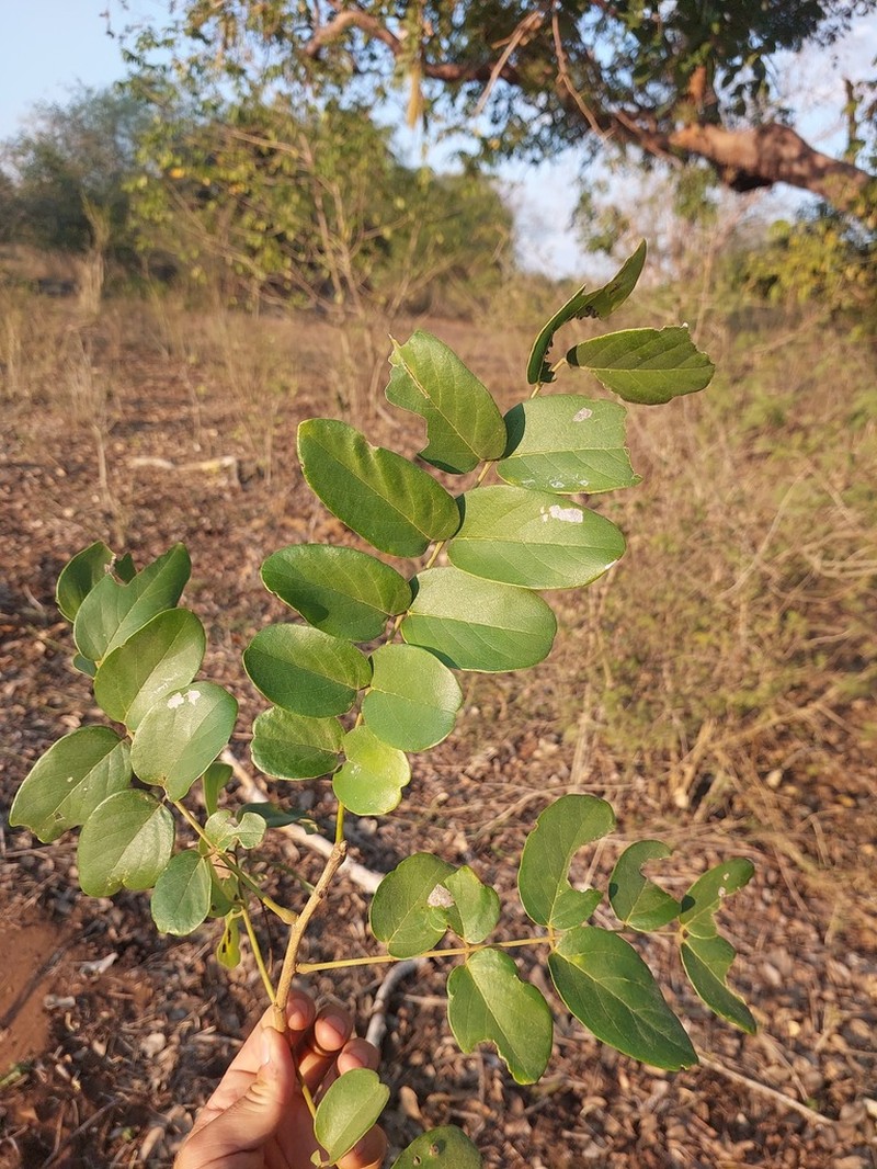 Aganope stuhlmannii photo 3