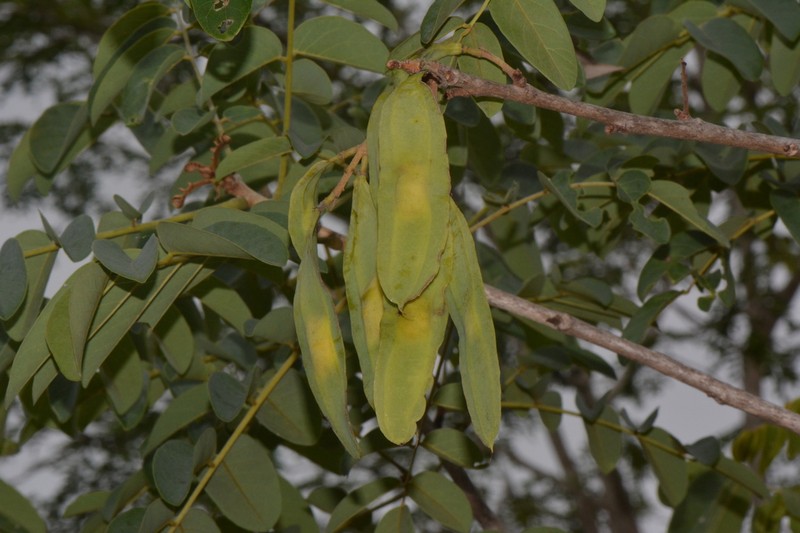 Aganope stuhlmannii photo 4