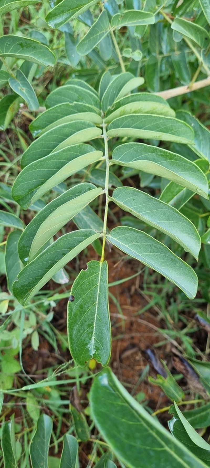 Aganope stuhlmannii photo 5