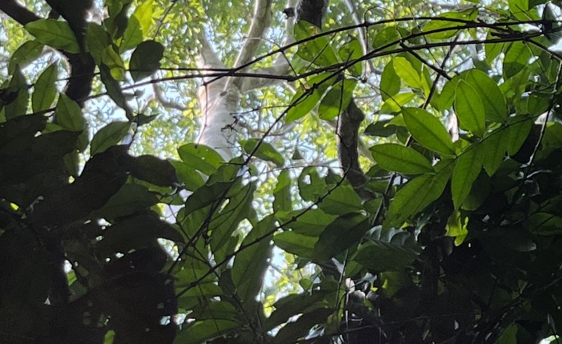 Aganope stuhlmannii photo 6