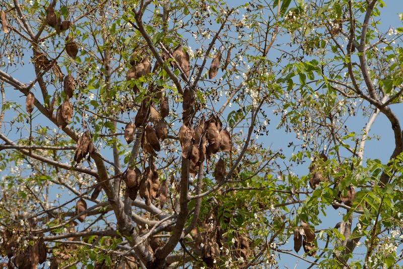 Aganope stuhlmannii photo 7
