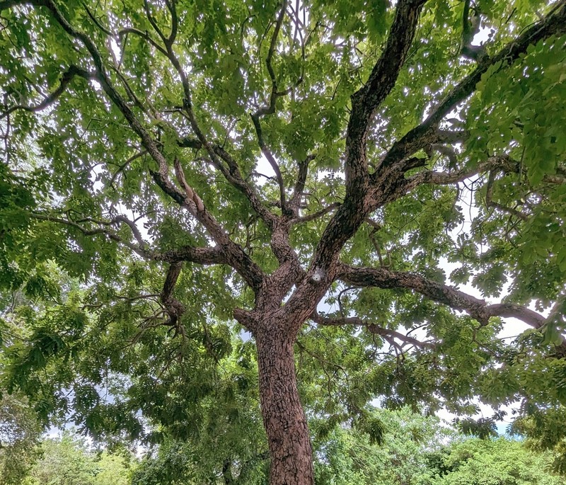 Aganope stuhlmannii photo 8