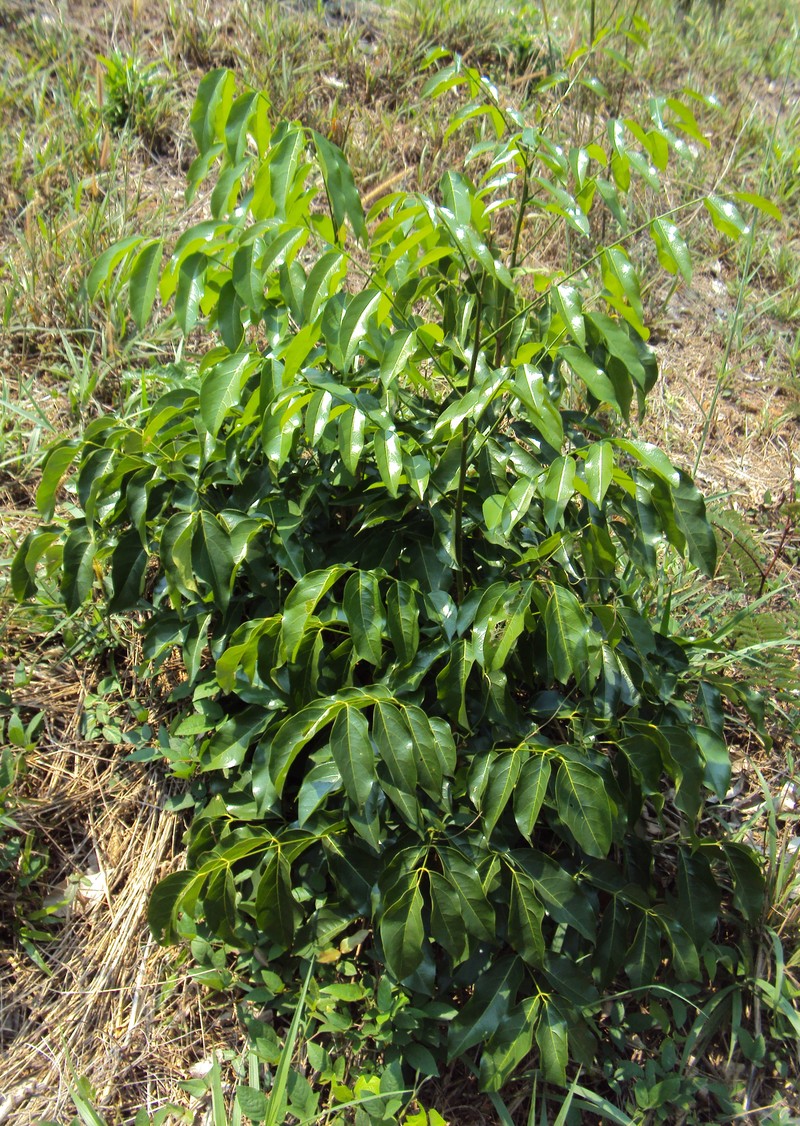 Aganope thyrsiflora