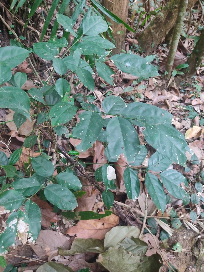 Aganope thyrsiflora photo 2